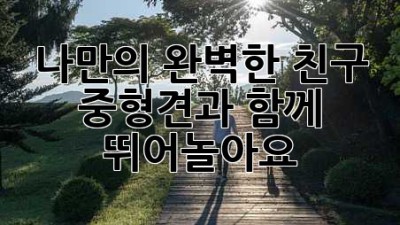 나만의 완벽한 친구! 중형견과 함께 뛰어놀아요🐶